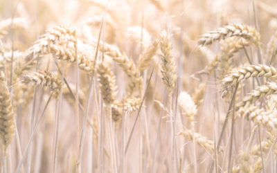 Composición del Trigo y Patologías que puede conllevar el Gluten