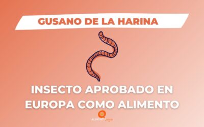El Gusano de la Harina es el Primer Insecto Aprobado en Europa| «Tenebrio molitor»