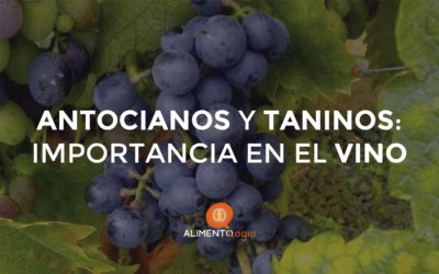 ¿Qué importancia tienen los Antocianos y Taninos en el Vino?