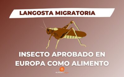 La Langosta Migratoria es el Segundo Insecto Aprobado en Europa | «Locusta migratoria»